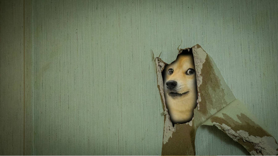 Tổng Hợp Meme Chó Đầy Đủ: Cool Ngầu Có, Cute Có, Mà Hài Hước, Lầy Lội Thì Vô Đối