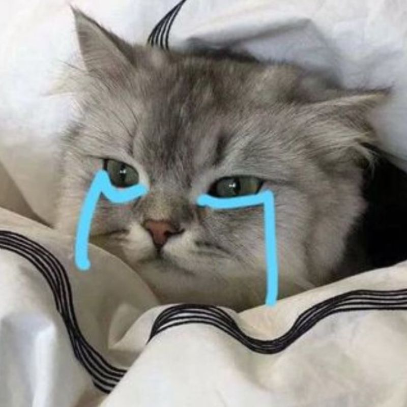 Hình meme mèo tổn thương, ngồi co lại, ánh mắt hướng xuống, biểu cảm mất niềm tin.