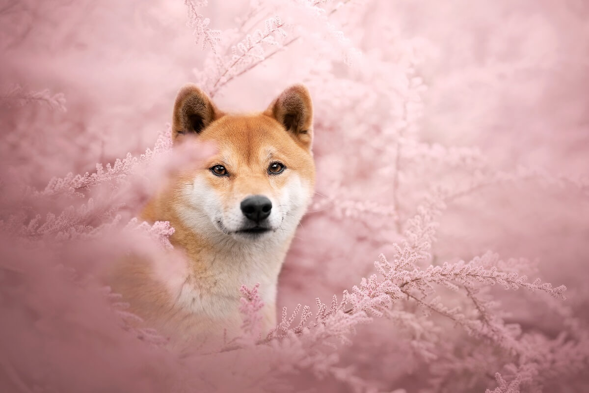 Ảnh Meme Chó Shiba Và Những Pha “Hề” Không Lối Thoát Hot Trên Mạng