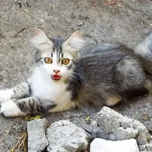 Bộ meme mèo sốc với ánh mắt trợn tròn như vừa nghe tin động trời