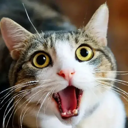 Meme mèo sốc gắn với ánh mắt trợn tròn đầy hoang mang
