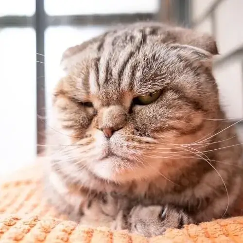 Hình meme hài mèo gắt cho thấy gằn giọng nhẹ khi bị đụng vào đuôi