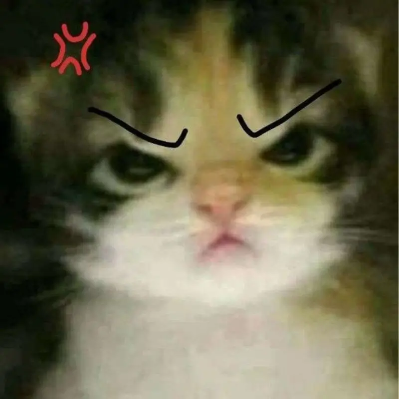 Hình meme mèo nổi cáu giữa không gian tối, lông xù và mắt đầy bực bội.