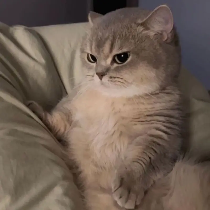 Ảnh mèo meme gương mặt méo nhẹ, mép cong xuống, ánh mắt lạnh lùng.