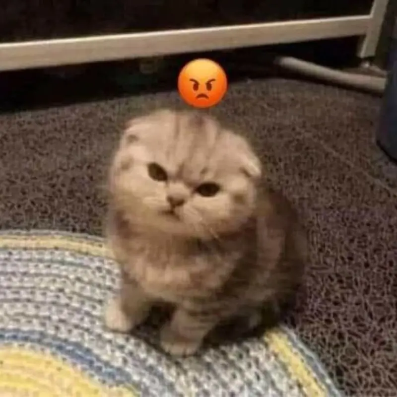 Hình meme mèo gồng người, mắt mở to, biểu cảm căng thẳng và thiếu kiên nhẫn.
