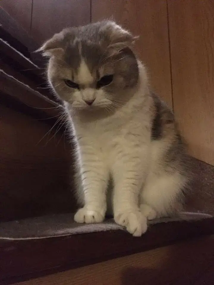 Hình meme mèo mặt quạu, mắt lườm xéo, trán nhăn nhẹ đầy khó ở.