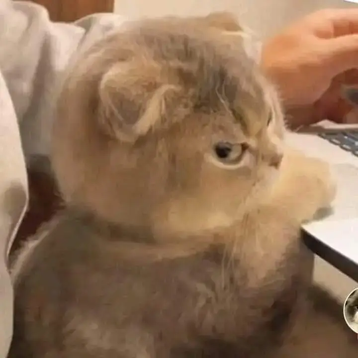 Hình meme mèo mặt quạu, mắt lườm xéo, trán nhăn nhẹ đầy khó ở.