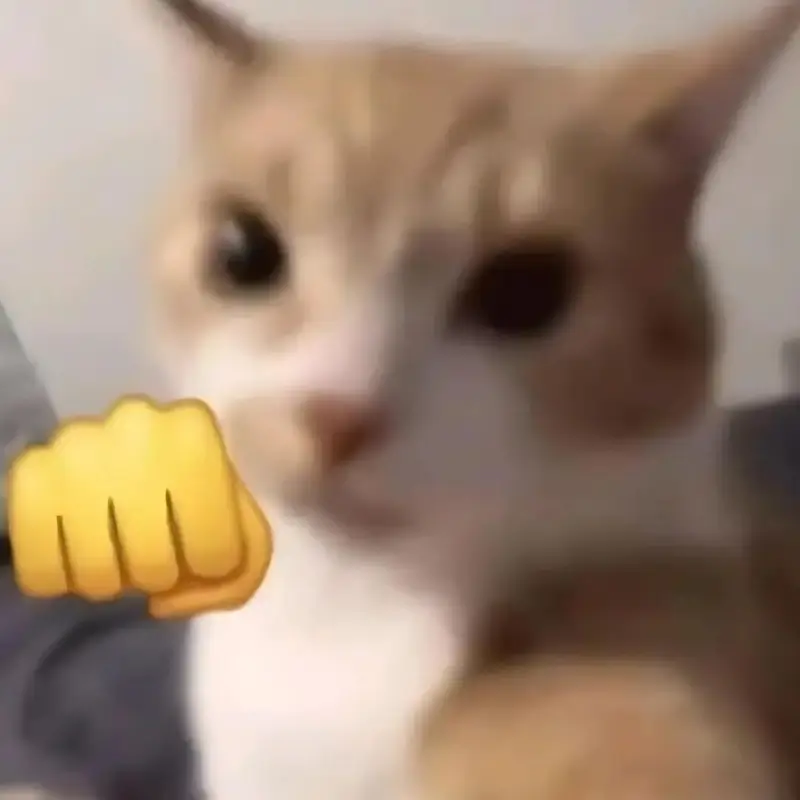 Ảnh meme mèo nghiến răng nhẹ, trông như đang ghìm cơn giận, đang giơ nắm đấm.