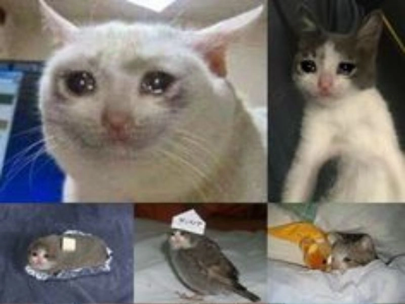 Hình meme mèo tủi thân ngồi một mình, khuôn mặt rũ rượi như vừa bị bỏ rơi.