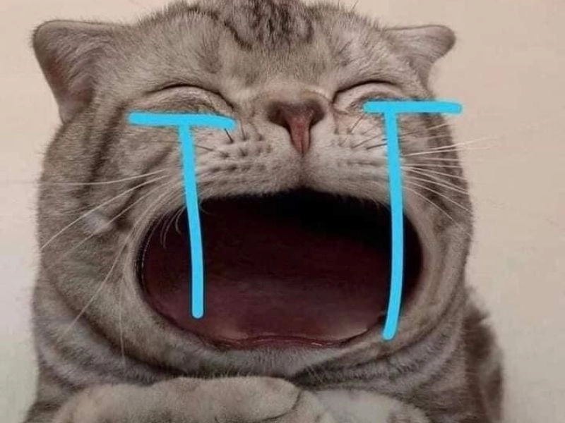 Ảnh meme mèo khóc nức nở, nước mắt chảy dài, miệng há nhỏ như đang thổn thức.