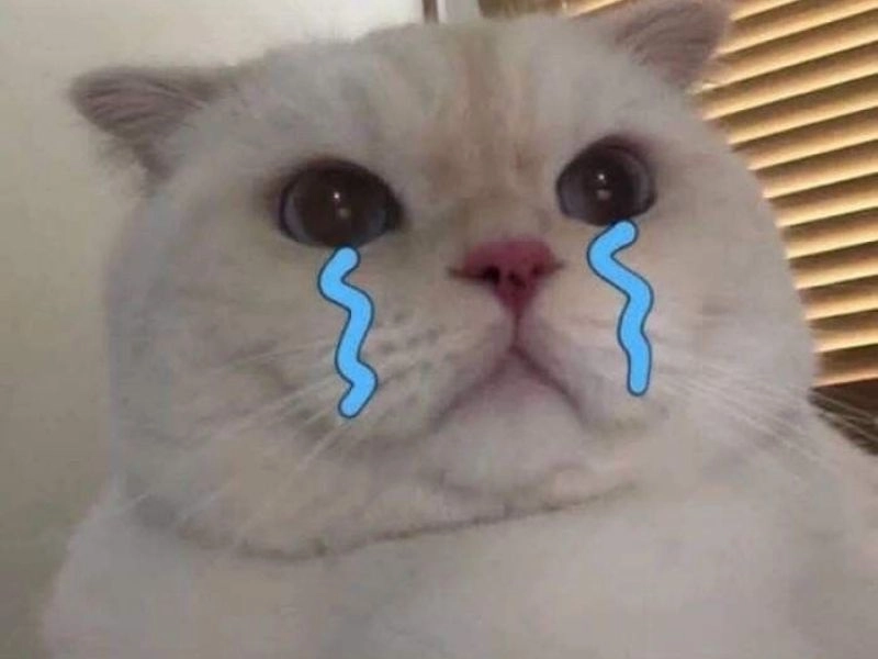 Ảnh meme mèo buồn lặng, mắt nhìn xa xăm, tai rũ, dáng ngồi thu mình.