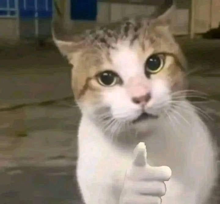 Hình meme mèo cáu nhẹ nhưng vẫn giơ tay oke, kiểu “rồi đó, cho xong chuyện!”.