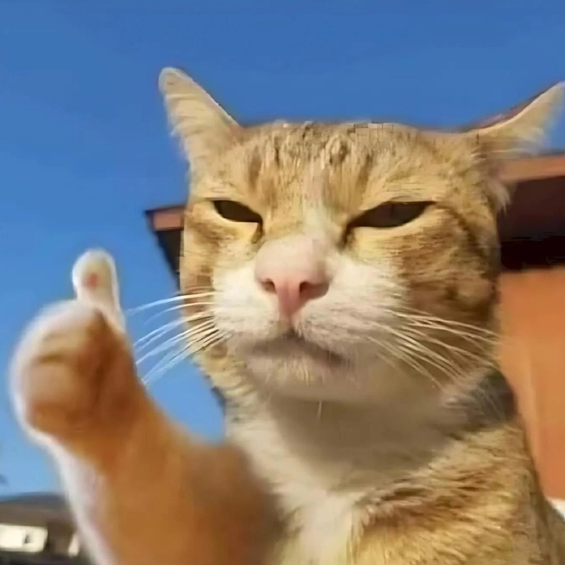Ảnh meme mèo cool ngầu giơ tay oke, kiểu như “ta đây không quan tâm nhưng vẫn oke”.