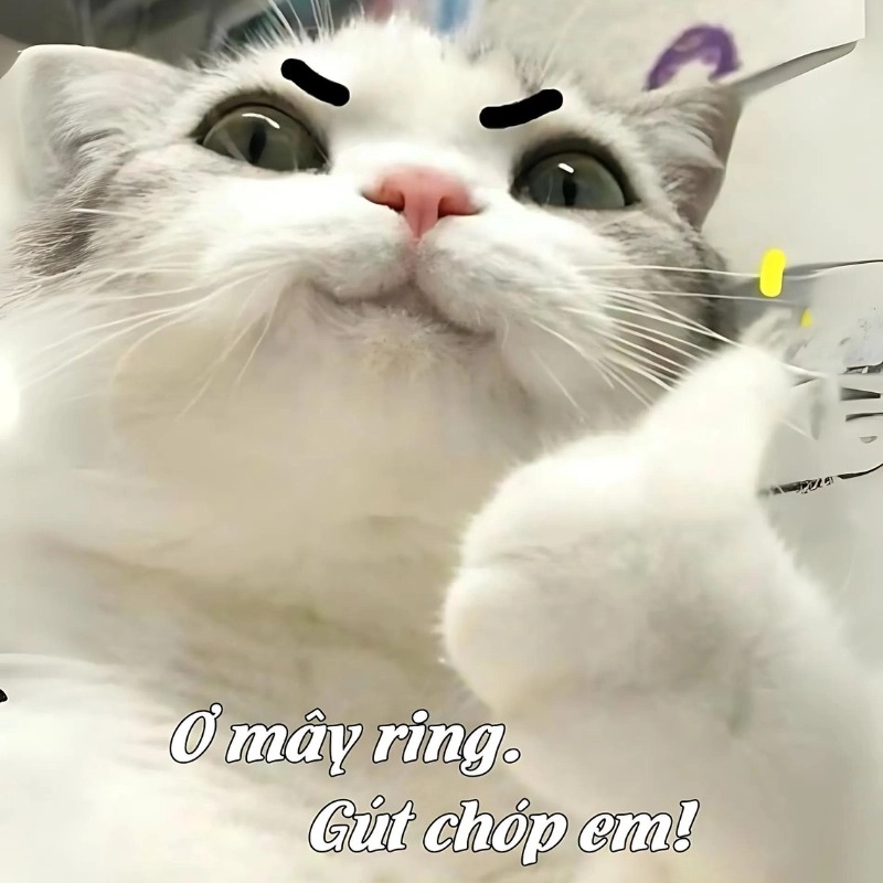 Hình meme mèo giơ tay oke với nụ cười gian, biểu cảm như đang chọc quê ai đó.