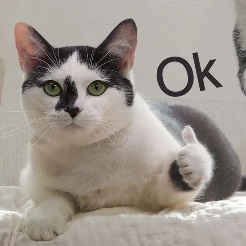 Ảnh meme mèo trầm cảm nhẹ, giơ tay oke kiểu cam chịu, đúng vibe “rồi, tuỳ luôn đi”.