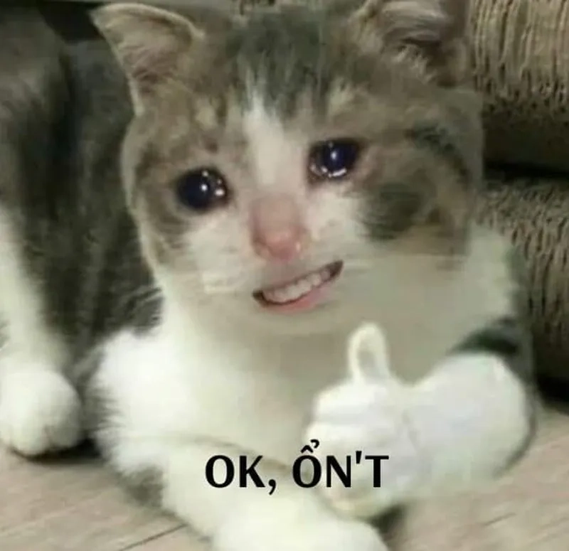 Hình meme mèo giơ tay oke đầy ngán ngẩm, mắt nhìn xa xăm vô định.
