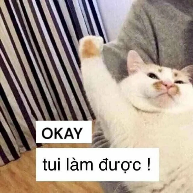Ảnh meme mèo hài hước, vừa giơ tay oke vừa trợn mắt kiểu “oke chứ chẳng vui gì đâu”.