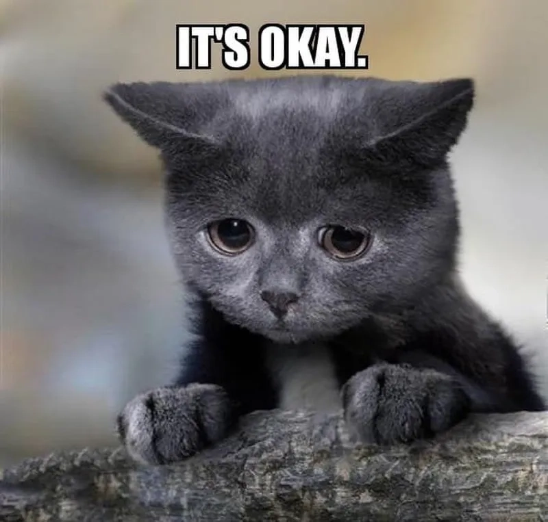 Hình meme mèo mặt troll giơ tay oke cực nhây, nhìn là muốn chia sẻ liền.