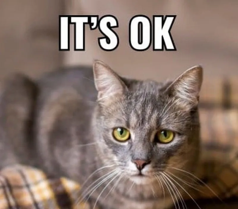 Ảnh meme mèo dễ thương giơ tay oke, mặt lơ ngơ như chẳng hiểu chuyện gì.