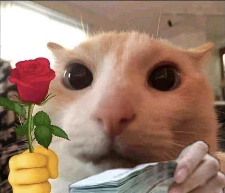 Ảnh mèo dễ thương, tay cầm hoa mà ánh mắt lén nhìn như sắp chạy trốn.