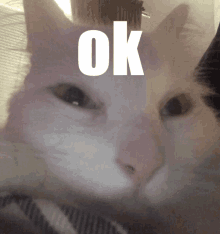 Hình gif meme mèo hài oke, miệng nhếch cười troll cực kỳ giải trí.