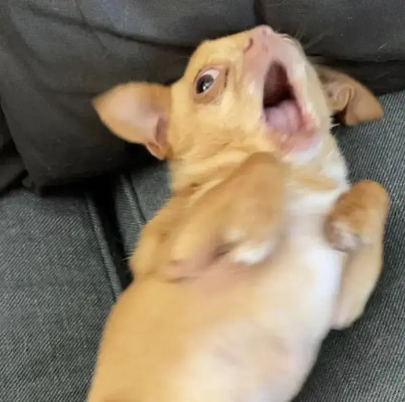 Chú chó con sợ quá rồi mà vẫn ráng ngầu