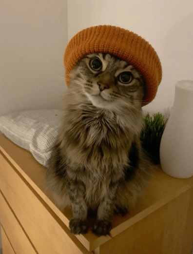 Hình mèo meme hoang mang tột độ, đúng kiểu thấy sen ăn vụng phần của mình.