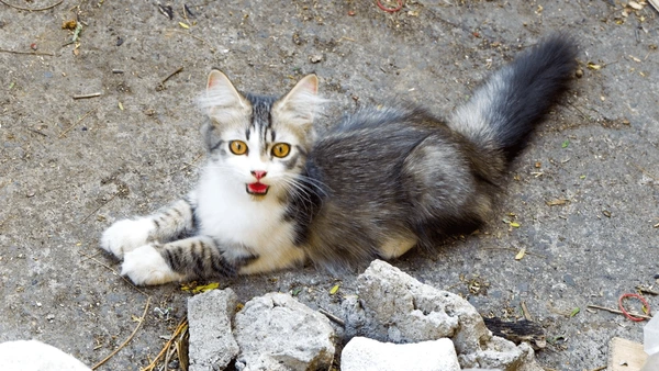 Ảnh meme mèo sốc toàn tập, ánh mắt hoảng loạn như vừa nghe tin crush có người yêu.