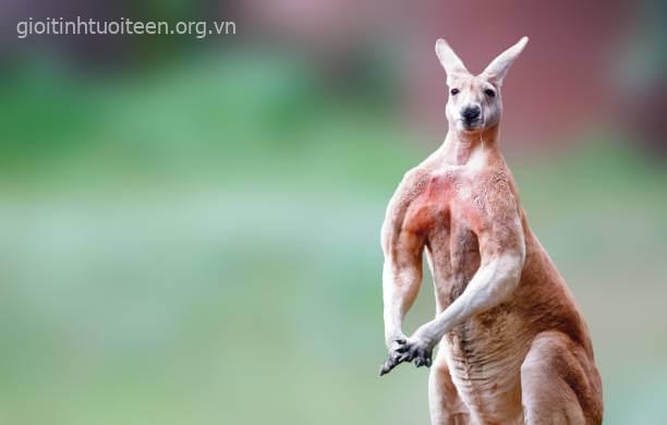 Kangaroo - EQ ~0.59