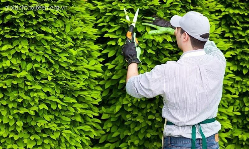 Đôi tay như thiên thần của thiên nhiên - mỗi giọt nước, mỗi cành lá được chăm sóc đều mang theo sự sống, biến không gian xám xịt thành oasis xanh mát. Đôi tay như thiên thần của thiên nhiên - mỗi giọt nước, mỗi cành lá được chăm sóc đều mang theo sự sống, biến không gian xám xịt thành oasis xanh mát.