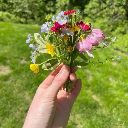 Ảnh chế món nhỏ mai vàng hợp lúc chúc mừng.