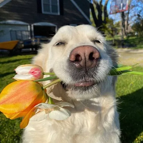 Ảnh chế bó quà ruy băng đỏ mang ý thương nhỏ.