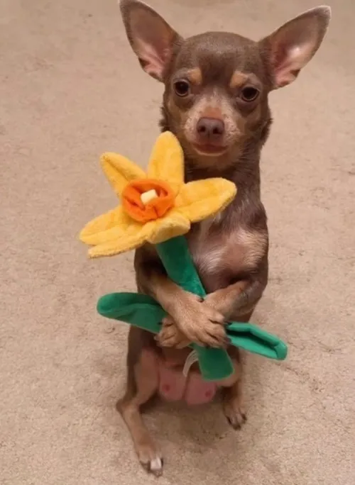 Meme bó hoa mai vàng bung nở đầy ấm áp.