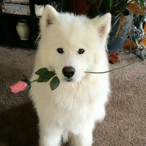 Meme bó hoa cúc đồng tiền tạo cảm giác thân mật.