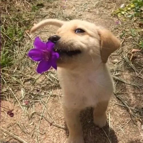 Ảnh troll hoa tươi cúc vàng gợi sự thân thiện.