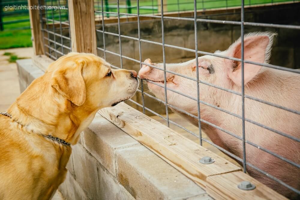 So sánh chỉ số IQ của lợn và chó? Động vật nào vượt trội hơn So sánh chỉ số IQ của lợn và chó? Động vật nào vượt trội hơn
