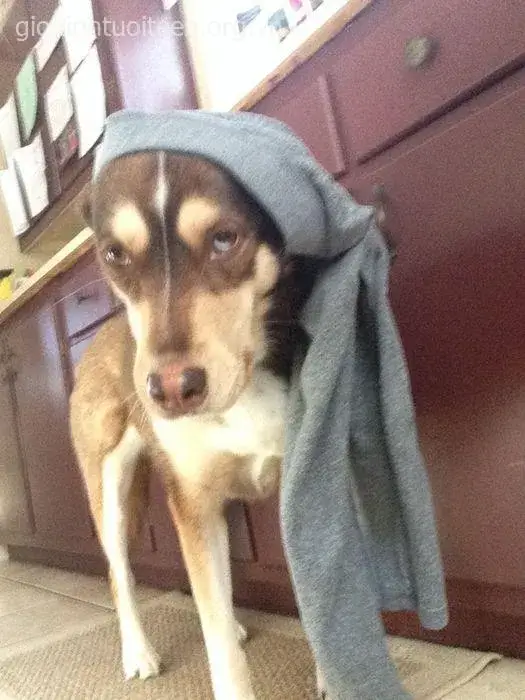 Meme chó đội quần bật lên mạnh mẽ khi ai đó vỡ trận vì quá mắc cỡ