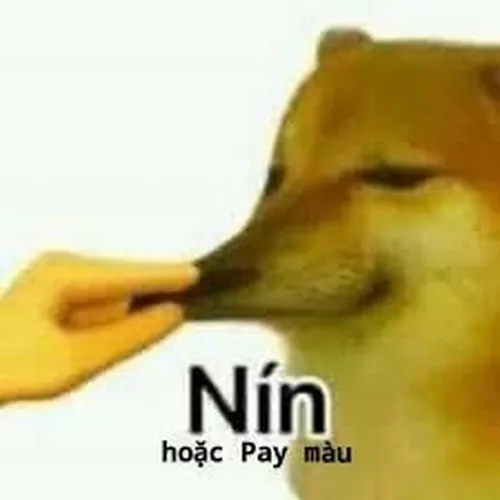 Ảnh troll Shiba like nhẹ qua gương mặt bầu và ánh mắt cún