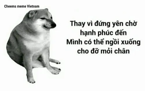 Meme hài cú lườm yêu thể hiện bộ lông vàng siêu mềm