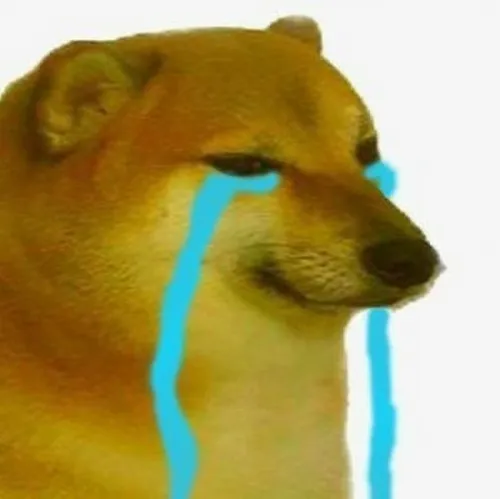 Meme hài Shiba xin tiền gợi phong thái ngố trứ danh buồn cười