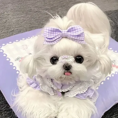 Ảnh vui cún con chán nản nằm xoải nhìn xa xăm