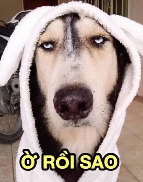 Meme chó buồn ngủ khép mắt gật gù giữa trưa nắng