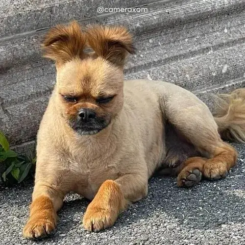 Ảnh vui chú nhỏ tủi thân khi chiếc đuôi cụp lại đầy mềm yếu