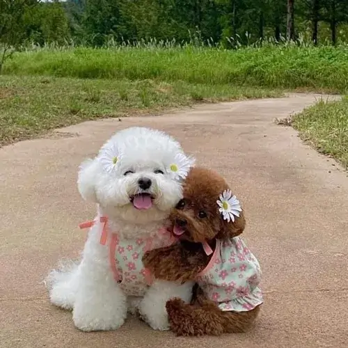 Meme chó cám ơn bằng cái cúi nhẹ cùng ánh mắt mềm