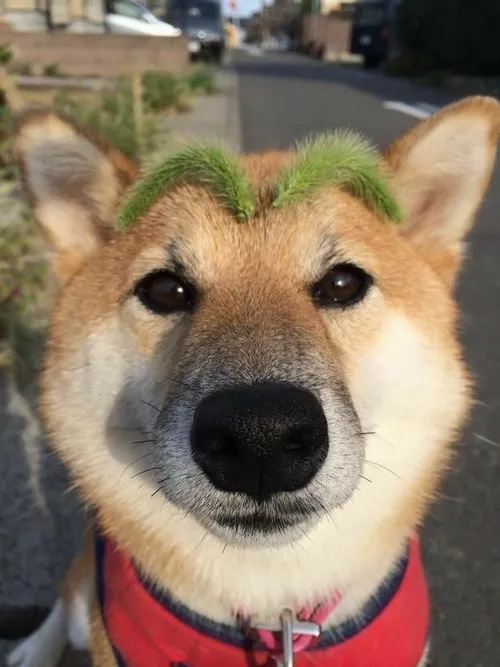 Ảnh vui loài khuyển ghê tởm khi nhăn mõm lại đầy biểu cảm