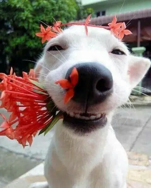 Meme chó cầm dao đồ chơi nhưng mặt lại hiền khô