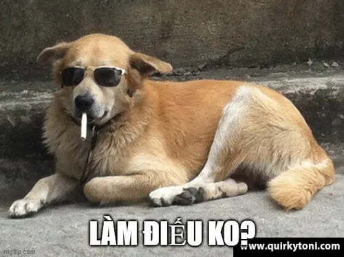 Meme chó dễ thương với đôi tai cụp mềm như bánh bao