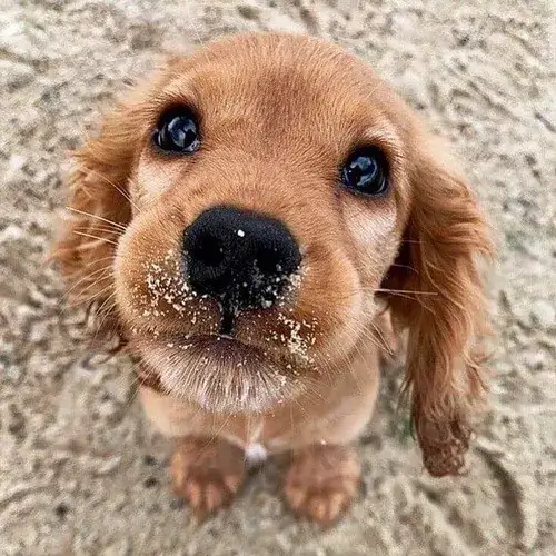 Ảnh chế loài khuyển khóc với đôi mắt long lanh sắp rơi lệ