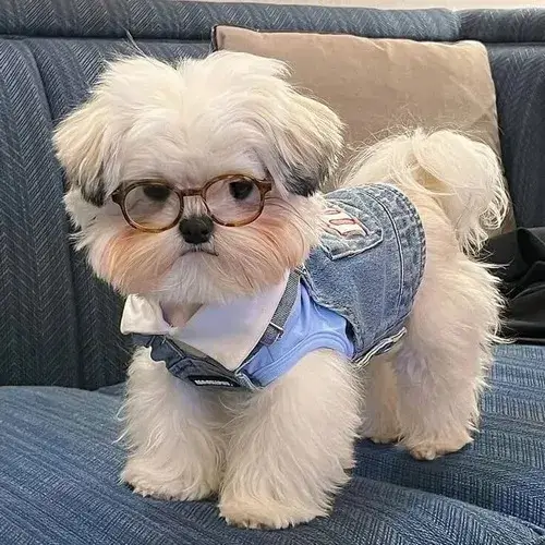 Ảnh troll thú cưng bất lực nằm bẹp xuống sàn chẳng buồn nhúc nhích