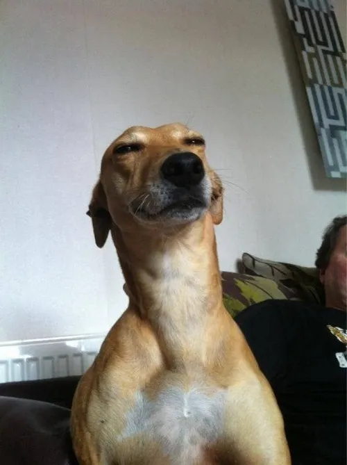 Ảnh troll Labrador ôm đầu như đang cố hiểu bài toán khó